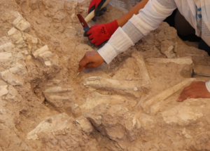 Keçi çobanının keşfettiği fosil alanı 7,7 milyon yıla tarihlendirildi