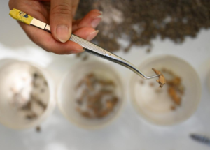 Kahramanmaraş'ta yaklaşık 13 bin yıllık delici el aleti ve boncuklar bulundu