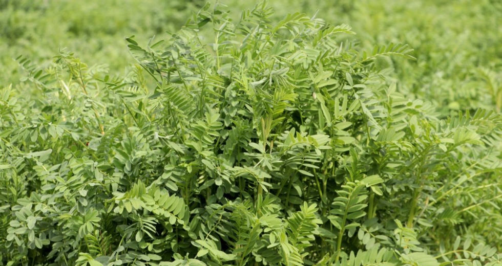 Yerli korunga NKÜ Efsane adıyla tescillendi