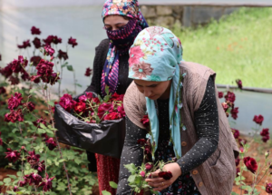Karagülde hasat zamanı
