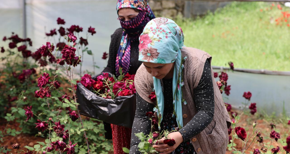 Karagülde hasat zamanı